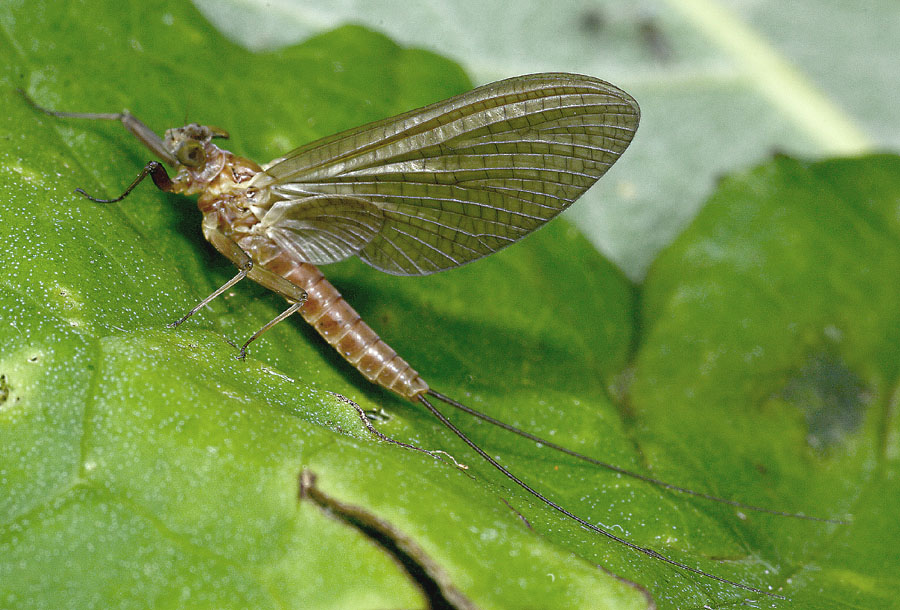 Heptageniidae: Rhithrogena semicolorata, femmina